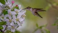 Hummingbird Royalty Free Stock Photo