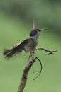 Hummingbird Ruffles Feathers