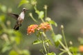 Hummingbird