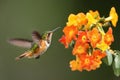 Hummingbird