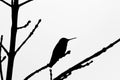 Hummingbird silhouette Royalty Free Stock Photo