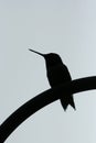 Hummingbird silhouette Royalty Free Stock Photo