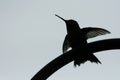 Hummingbird silhouette Royalty Free Stock Photo