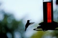 Hummingbird silhouette at feeder Royalty Free Stock Photo