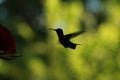 Hummingbird silhouette Royalty Free Stock Photo