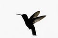 Hummingbird silhouette on an isolated background Royalty Free Stock Photo