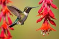 a hummingbird sipping nectar from a flower
