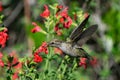 Hummingbird sipping nectar from some red flowers.
