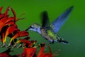 A hummingbird sipping pollen from a red flower.