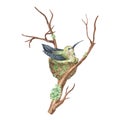 The hummingbird sits in a nest on a branch. Tropical exotic bird. Watercolor illustration. Isolated on a white Royalty Free Stock Photo