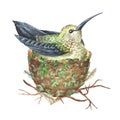 The hummingbird sits in a nest. Tropical exotic bird. Watercolor illustration. Isolated on a white background. For Royalty Free Stock Photo