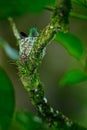 Hummingbird sitting on the eggs in the nest, Trinidad and Tobago. Copper-rumped Hummingbird, Amazilia tobaci, on the tree, wildlif