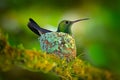 Hummingbird sitting on the eggs in the nest, Trinidad and Tobago. Copper-rumped Hummingbird, Amazilia tobaci, on the tree, wildlif Royalty Free Stock Photo