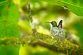 Hummingbird sitting on the eggs in the nest, Trinidad and Tobago. Copper-rumped Hummingbird, Amazilia tobaci, on the tree, wildlif