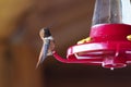 Hummingbird sitting on the feeder British Columbia, Canada Royalty Free Stock Photo