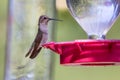 Hummingbird sitting on feeder Royalty Free Stock Photo