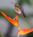 Hummingbird sitting on a flower