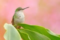 Hummingbird sitting on the green leave with pink background. Costa Rica wildlife.