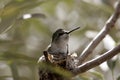 Hummingbird Royalty Free Stock Photo