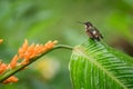 Hummingbird sitting on leave orange flower,tropical forest,Ecuador,bird sucking nectar from blossom in garden,bird perching