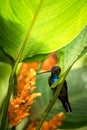 Hummingbird sitting on orange flower,tropical forest,Brazil,bird sucking nectar from blossom in garden