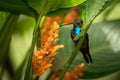 Hummingbird sitting on orange flower,tropical forest,Brazil,bird sucking nectar from blossom in garden,