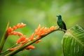 Hummingbird sitting on orange flower,tropical forest,Ecuador,bird sucking nectar from blossom in garden