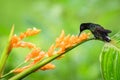 Hummingbird sitting on orange flower,tropical forest,Ecuador,bird sucking nectar from blossom in garden,bird perching