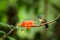 Hummingbird sitting on orange flower,tropical forest,Ecuador,bird sucking nectar from blossom in garden