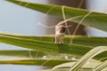 Hummingbird is sitting on a palm tree leaf, beautiful blue sky in the background Royalty Free Stock Photo