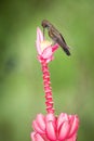 Hummingbird sitting on pink flower,tropical forest,Brazil,bird sucking nectar from blossom in garden