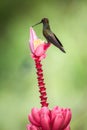 Hummingbird sitting on pink flower,tropical forest,Brazil,bird sucking nectar from blossom in garden