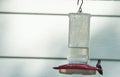 Hummingbird Sitting on Plastic Feeder Royalty Free Stock Photo