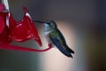 Hummingbird sitting on a red feeder Royalty Free Stock Photo