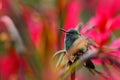 Hummingbird sitting in red flower with green bloom background, Tandayapa, Ecuador. Exotic tropic bird with red flower bloom. Royalty Free Stock Photo