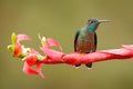 Hummingbird sitting on red flower. Magnificent Hummingbird, Eugenes fulgens, on bloom in the tropic forest. Wildlife scene from n