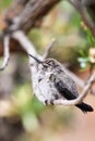 Hummingbird Sleeping on a Tree Branch