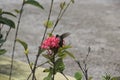 Hummingbird on St. Barts, Caribbean Royalty Free Stock Photo