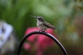 Hummingbird standing on bird feeder holder background. Royalty Free Stock Photo