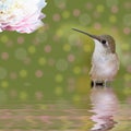 Hummingbird standing in water looking at Peony Royalty Free Stock Photo