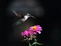 A Hummingbird Hovering Over The Zinnia Flowers