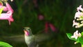 Hummingbird suddenly appears among flowers