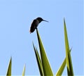 A Hummingbird Surveys the Horizon for Another Place to Feed on a Flower`s Nectar. Royalty Free Stock Photo