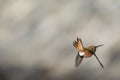 Hummingbird Tailfeathers