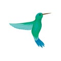 Hummingbird, tiny colibri with bright turquoise plumage vector Illustration on a white background