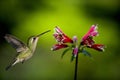 Hummingbird about to feed