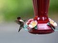 Hummingbird Touchdown On Feeder Royalty Free Stock Photo
