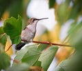 Hummingbird in Tree Royalty Free Stock Photo
