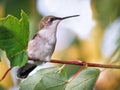 Hummingbird in Tree Royalty Free Stock Photo