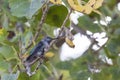 Hummingbird in Tree